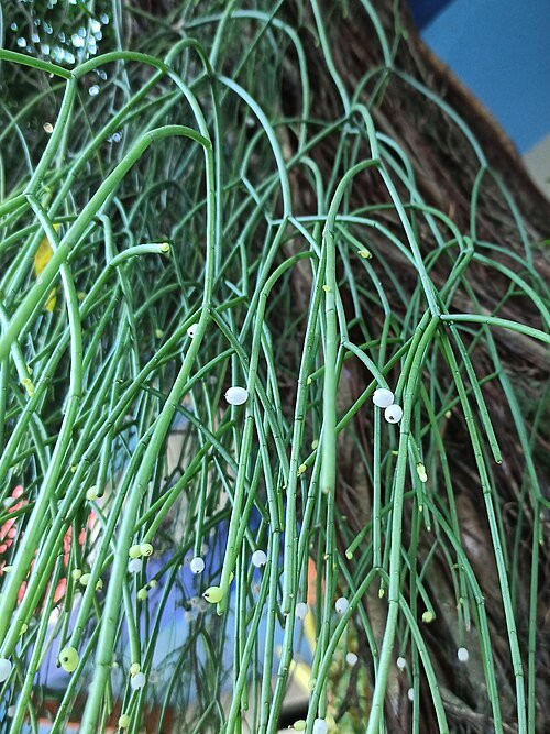 Rhipsalis baccifera cactus met lange, dunne stelen en kleine ronde bessen.