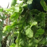 Groene Rhipsalis oblonga cactus met platte bladsegmenten op neutrale achtergrond.