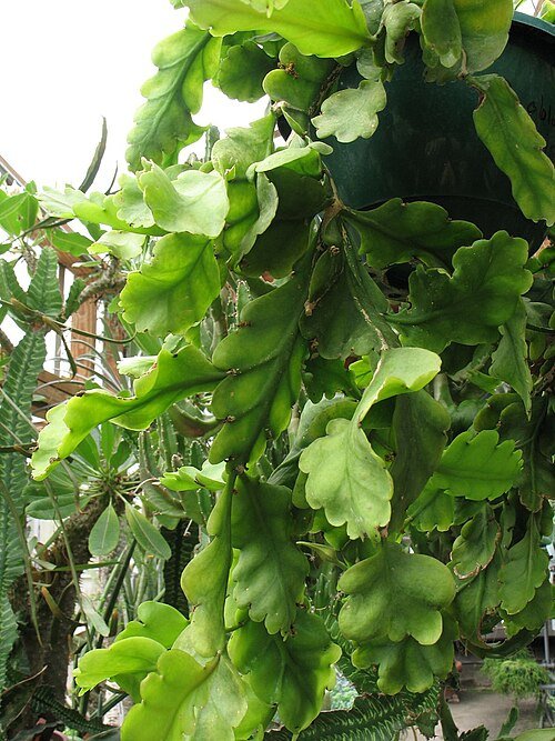 Groene Rhipsalis oblonga cactus met platte bladsegmenten op neutrale achtergrond.