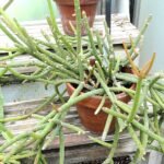 Witte pluizige Rhipsalis floccosa cactus hangend tegen groene achtergrond.
