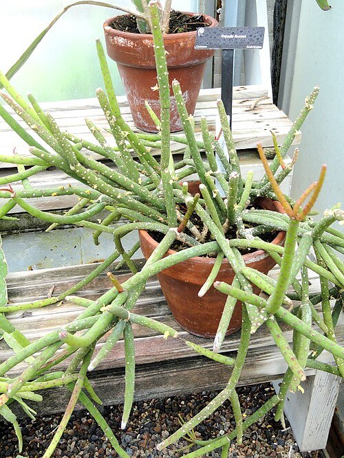 Witte pluizige Rhipsalis floccosa cactus hangend tegen groene achtergrond.