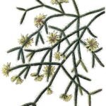 Rhipsalis pilocarpa cactus met langwerpige groene stelen en kleine witte bloemen.