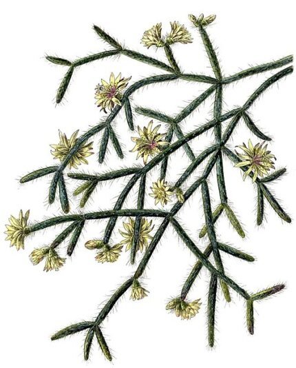 Rhipsalis pilocarpa cactus met langwerpige groene stelen en kleine witte bloemen.