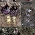 Rhizanthella gardneri orchidee met witte bloem en groene bladeren.