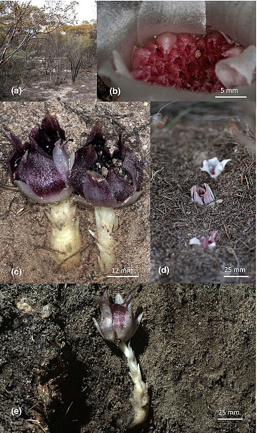 Rhizanthella gardneri orchidee met witte bloem en groene bladeren.