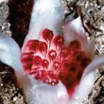 Rare Rhizanthella johnstonii underground orchid blooming.