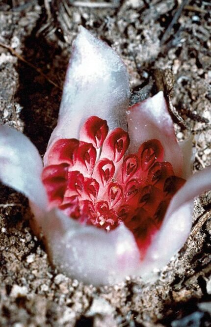 Rare Rhizanthella johnstonii underground orchid blooming.