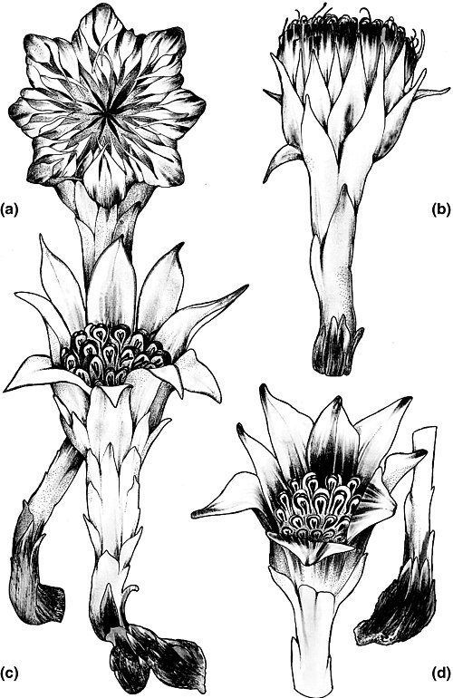 Zeldzame bloeiende Rhizanthella omissa orchidee in natuurlijke habitat.
