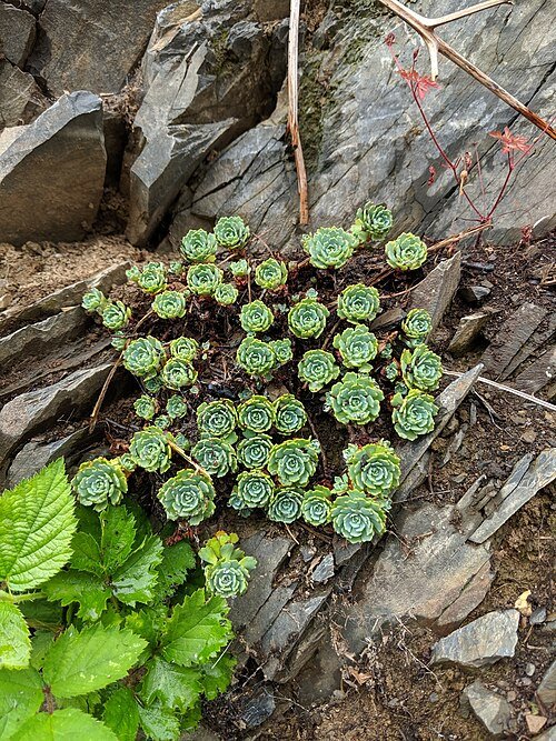 Rhodiola pachyclados plant met groene bladeren en bloemen.