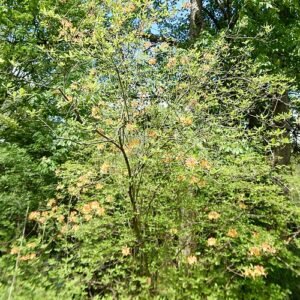 Gele Rhododendron bloemen in Morris Arboretum.