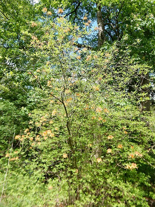 Gele Rhododendron bloemen in Morris Arboretum.