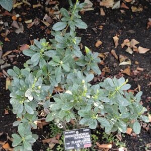Bloeiende roze Rhododendron kawakamii in Jardin Botanique de Lyon.
