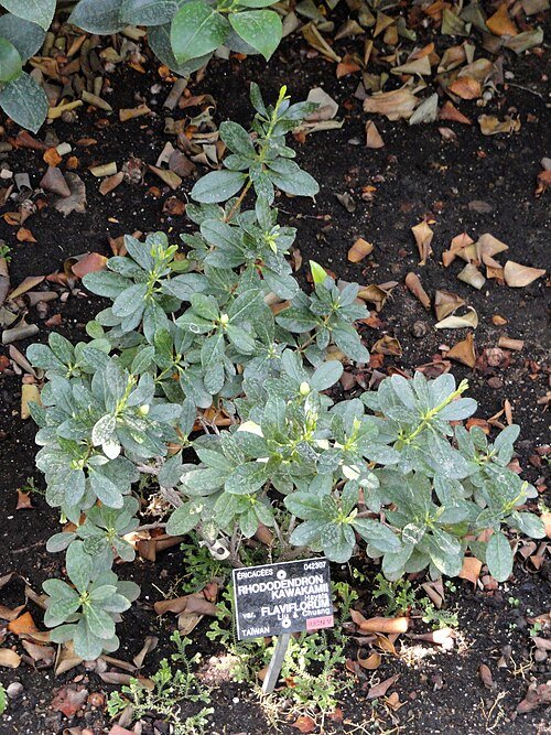 Bloeiende roze Rhododendron kawakamii in Jardin Botanique de Lyon.