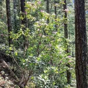 Bloeiende Rhododendron macrophyllum in bosrijke omgeving.