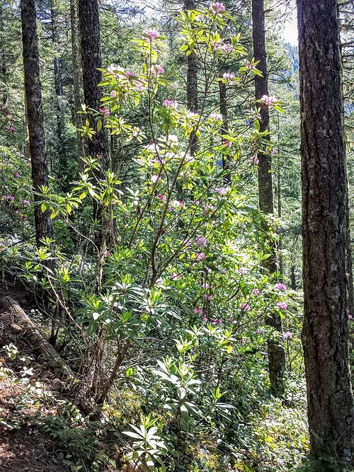 Bloeiende Rhododendron macrophyllum in bosrijke omgeving.