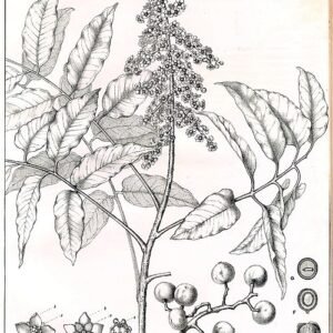 Rhodosphaera bloemen in levendige roze en gele tinten.