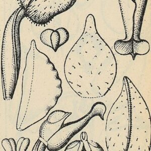 Witte Rhomboda orchidee met unieke bloembladvorm op houten achtergrond.