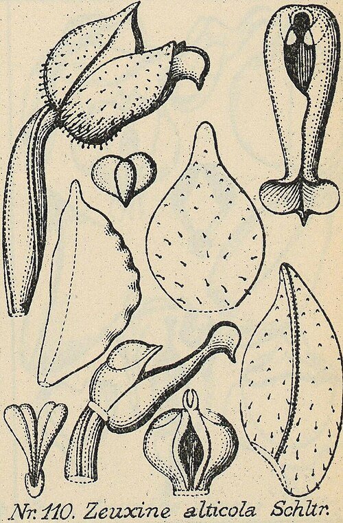 Witte Rhomboda orchidee met unieke bloembladvorm op houten achtergrond.