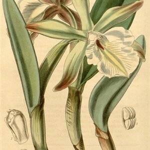 Zachtroze Brassavola glauca orchidee bloem op tak.