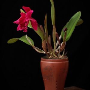 Rhyncholaeliocattleya 'King Of Taiwan' orchidee met paarse en gele bloemblaadjes.