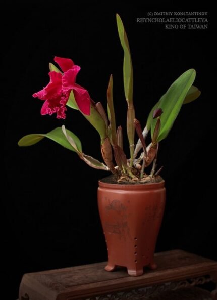 Rhyncholaeliocattleya 'King Of Taiwan' orchidee met paarse en gele bloemblaadjes.