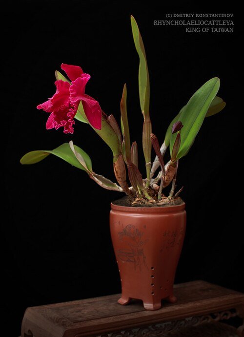 Rhyncholaeliocattleya 'King Of Taiwan' orchidee met paarse en gele bloemblaadjes.