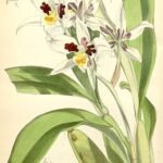 Rhynchostele orchidee met gele bloemen en groene bladeren op Curtis 101 Ser. 3.