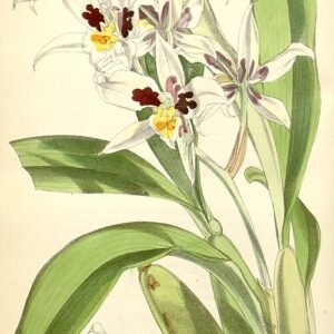 Rhynchostele orchidee met gele bloemen en groene bladeren op Curtis 101 Ser. 3.