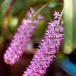 Witte en paarse Rhynchostylis Retusa orchidee bloemen tegen groene bladeren.