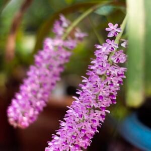 Witte en paarse Rhynchostylis Retusa orchidee bloemen tegen groene bladeren.