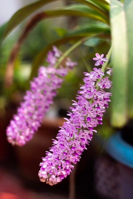 Witte en paarse Rhynchostylis Retusa orchidee bloemen tegen groene bladeren.