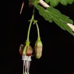 Bloeiende Ribes divaricatum struik op kleigrond.