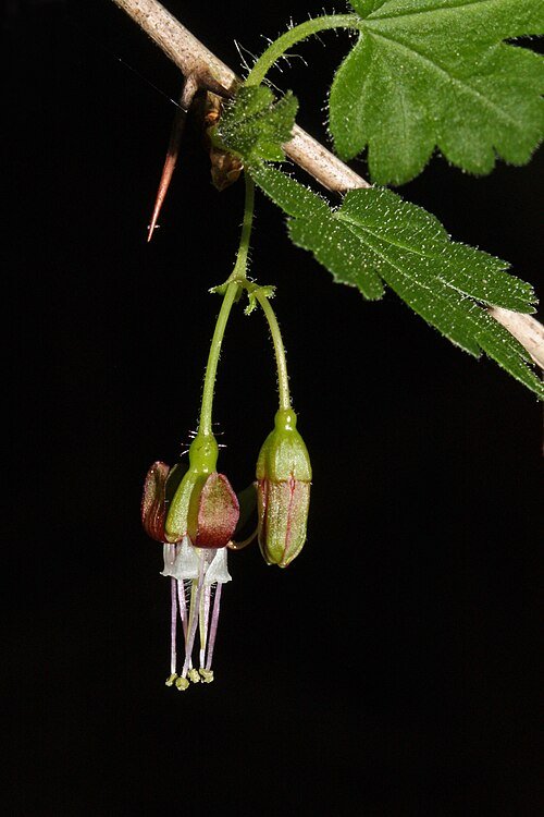 Bloeiende Ribes divaricatum struik op kleigrond.