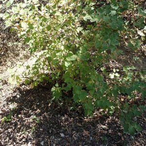 Rode bloemen en groene bladeren van Ribes malvaceum in UC Davis Arboretum.