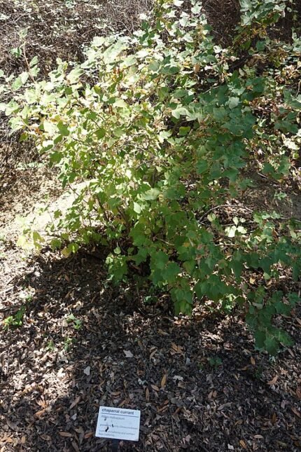 Rode bloemen en groene bladeren van Ribes malvaceum in UC Davis Arboretum.