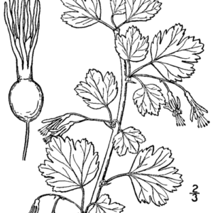 Reddish-brown Ribes rotundifolium berries against a green background.