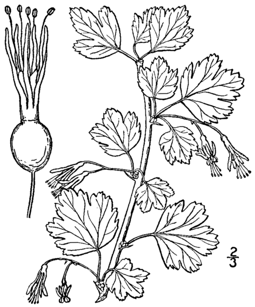 Reddish-brown Ribes rotundifolium berries against a green background.