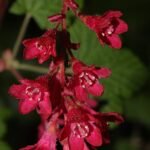 Rode bloemen van de winterharde Ribes struik.