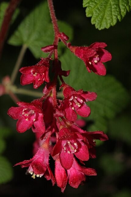 Rode bloemen van de winterharde Ribes struik.