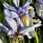 Purple Rocky Mountain Iris flower in natural setting with green leaves.