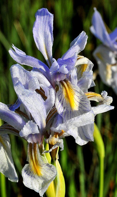 Purple Rocky Mountain Iris flower in natural setting with green leaves.