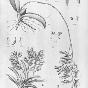 Rodriguezia orchidee met witte en paarse bloemen en groene bladeren.