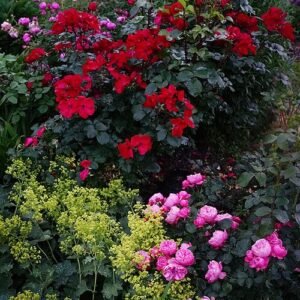 Roze Leonardo da Vinci robuuste rozen in bloei.