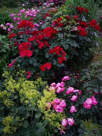 Roze Leonardo da Vinci robuuste rozen in bloei.
