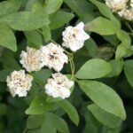 Rosa Banksiae witte bloemen op groene bladeren, natuurlijke achtergrond.