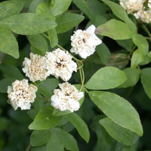 Rosa Banksiae witte bloemen op groene bladeren, natuurlijke achtergrond.
