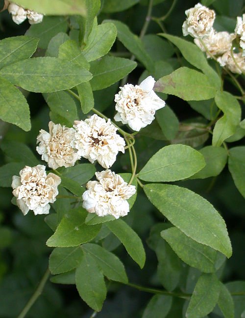 Rosa Banksiae witte bloemen op groene bladeren, natuurlijke achtergrond.