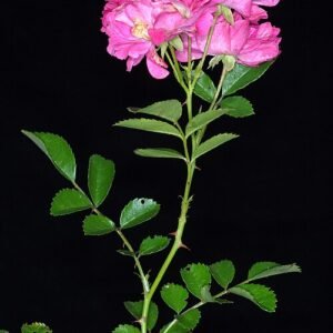 Rosa lucieae bloem met zachtroze bloemblaadjes en groen blad.