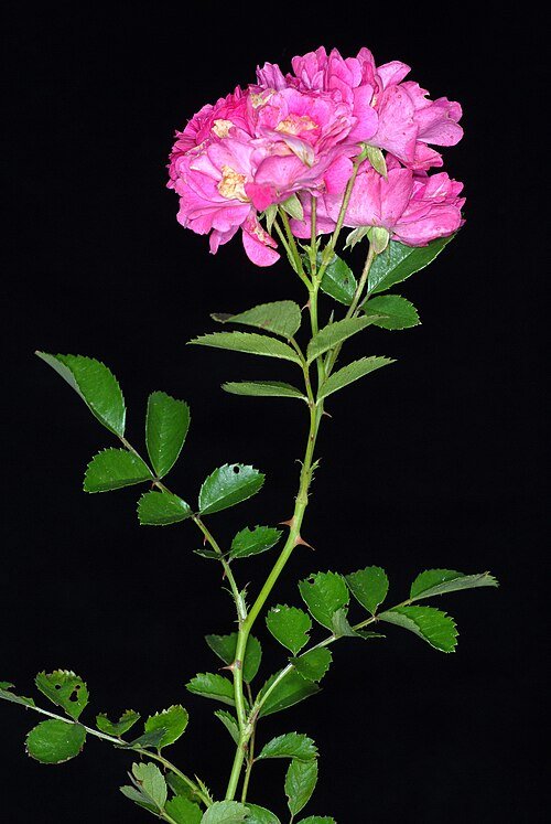 Rosa lucieae bloem met zachtroze bloemblaadjes en groen blad.