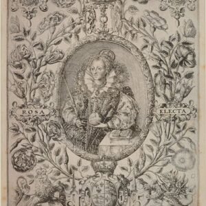 Pink Rosa 'Royal William' flowers in full bloom in a garden setting.